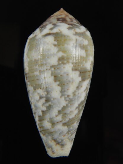 Pionoconus barbara 51.97 mm Gem-66130