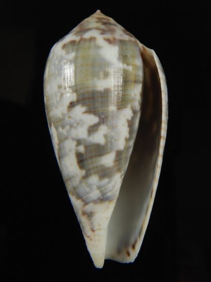 Pionoconus barbara 51.97 mm Gem-66131