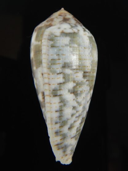 Pionoconus barbara 51.97 mm Gem-66133