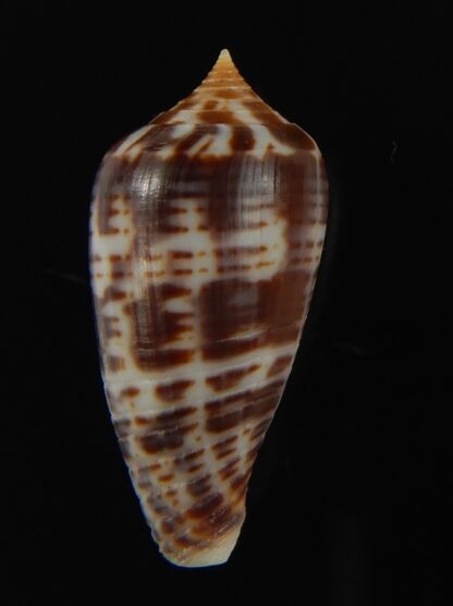 Phasmoconus zebra 25.58 mm Gem-66376