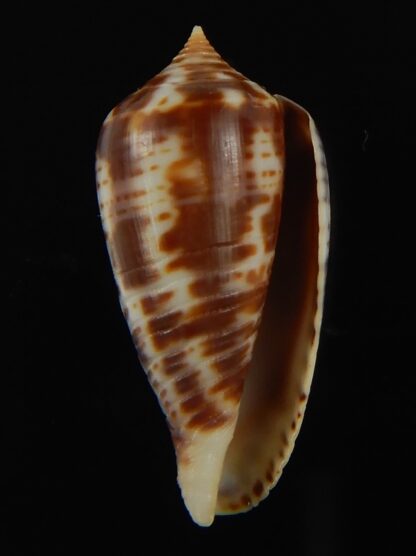 Phasmoconus zebra 25.58 mm Gem-66380