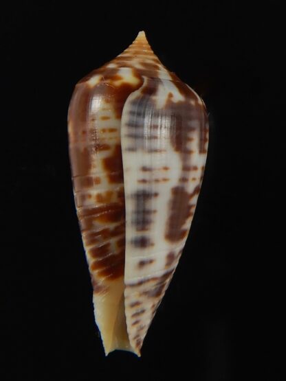 Phasmoconus zebra 25.58 mm Gem-66379