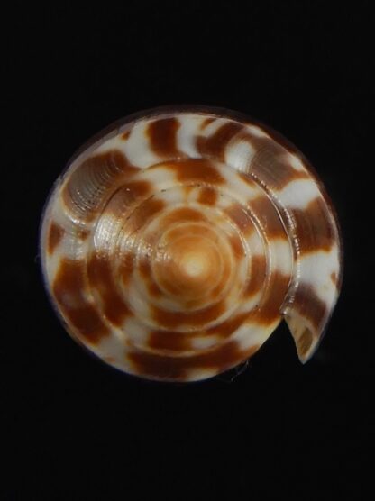 Phasmoconus zebra 25.58 mm Gem-66378