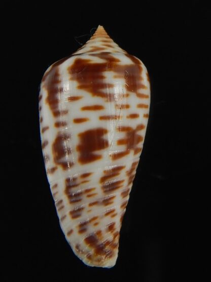 Phasmoconus zebra 26.08 mm Gem-66386