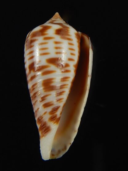 Phasmoconus zebra 26.08 mm Gem-66389