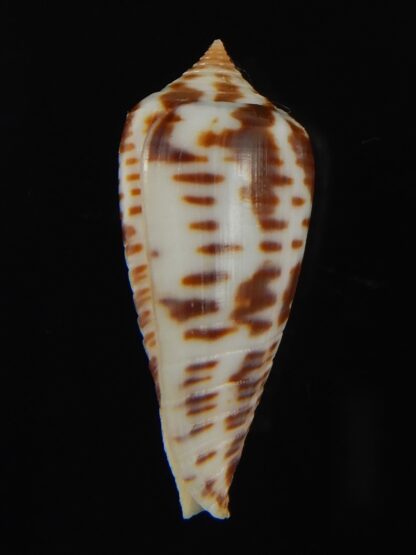 Phasmoconus zebra 26.08 mm Gem-66388