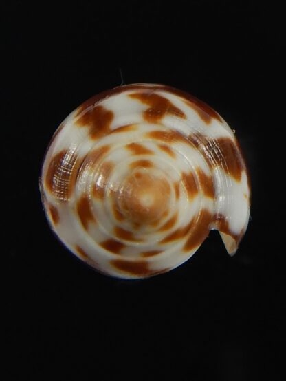 Phasmoconus zebra 26.08 mm Gem-66390