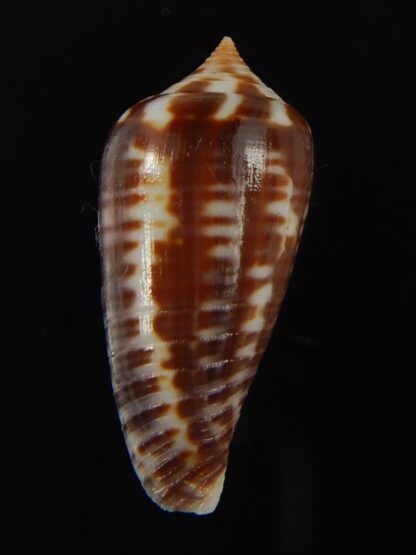 Phasmoconus zebra 27.36 mm Gem-66396