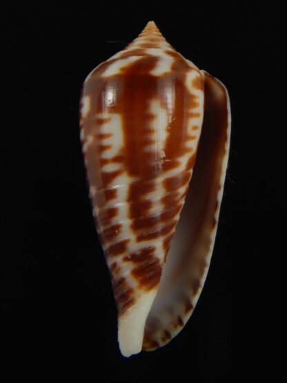Phasmoconus zebra 27.36 mm Gem-66398