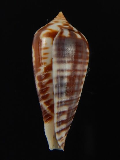 Phasmoconus zebra 27.36 mm Gem-66399