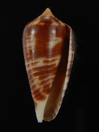 Phasmoconus zebra 25.70 mm Gem-66368
