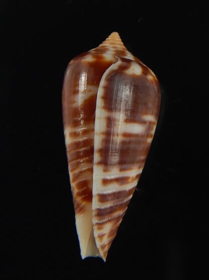 Phasmoconus zebra 25.70 mm Gem-66369