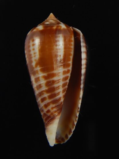 Phasmoconus zebra 27.72 mm Gem-66408