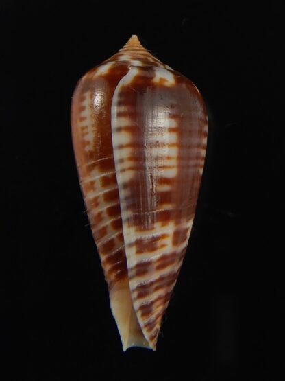 Phasmoconus zebra 27.72 mm Gem-66409