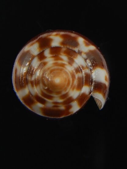 Phasmoconus zebra 27.72 mm Gem-66410