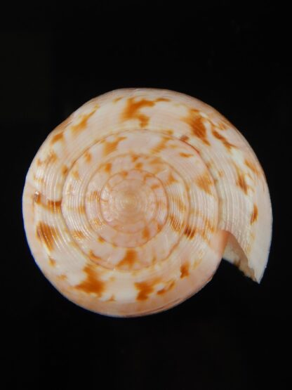 Floraconus anemone peronianus 75.44 mm Gem-66314