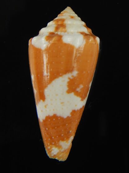 Tenorioconus aurantius 37.72 mm F+++ -66416