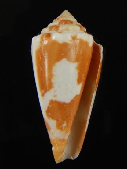 Tenorioconus aurantius 37.72 mm F+++ -66419