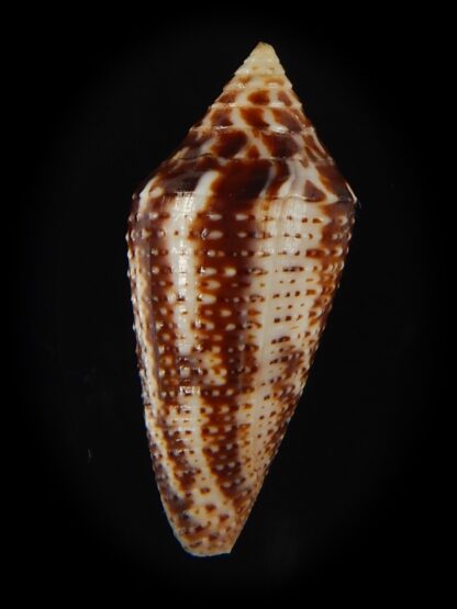 Ximeniconus conasprella mahogani 27.08 mm Gem-66431