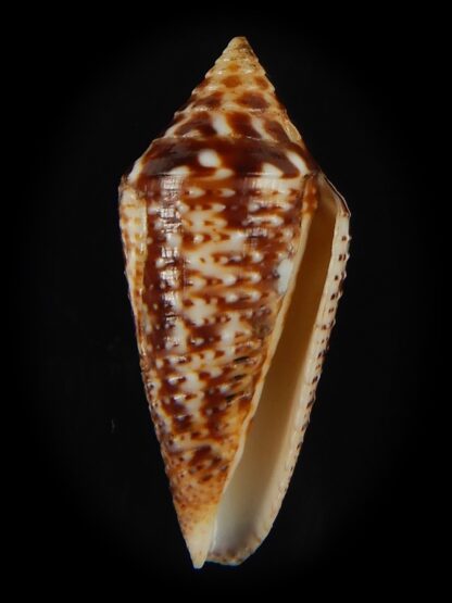 Ximeniconus conasprella mahogani 27.08 mm Gem-66435
