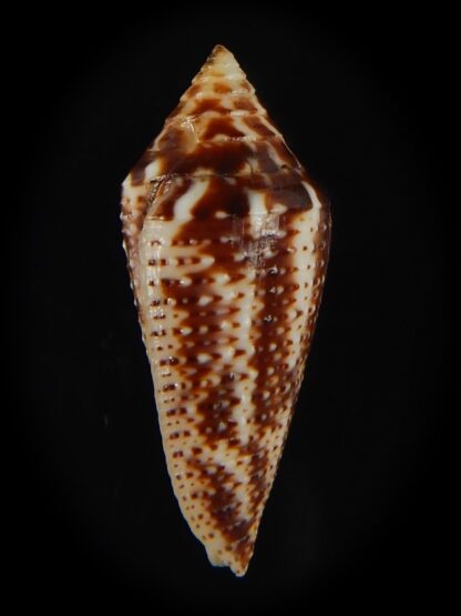 Ximeniconus conasprella mahogani 27.08 mm Gem-66433