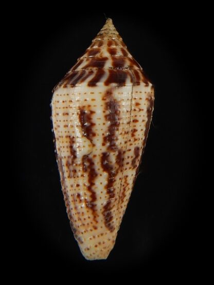 Ximeniconus conasprella mahogani 26.79 mm Gem-66421
