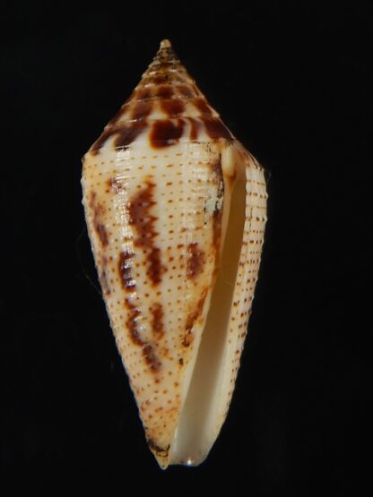 Ximeniconus conasprella mahogani 26.79 mm Gem-66425