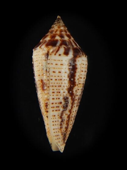 Ximeniconus conasprella mahogani 26.79 mm Gem-66422
