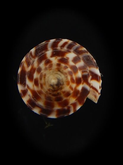 Ximeniconus conasprella mahogani 26.79 mm Gem-66423