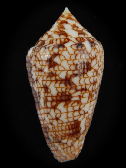 Conasprella (Ximeniconus) lucida 45.86 mm F+++/Gem-66301