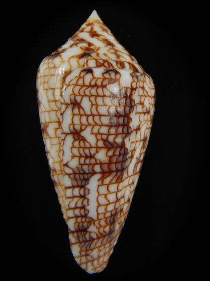 Conasprella (Ximeniconus) lucida 45.86 mm F+++/Gem-66305