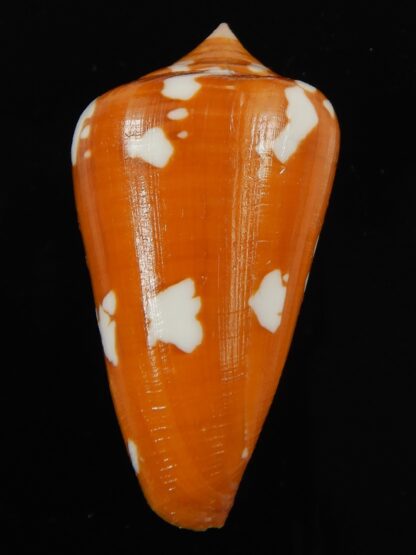 Darioconus crocatus thailandis 49.71 mm Gem-66449