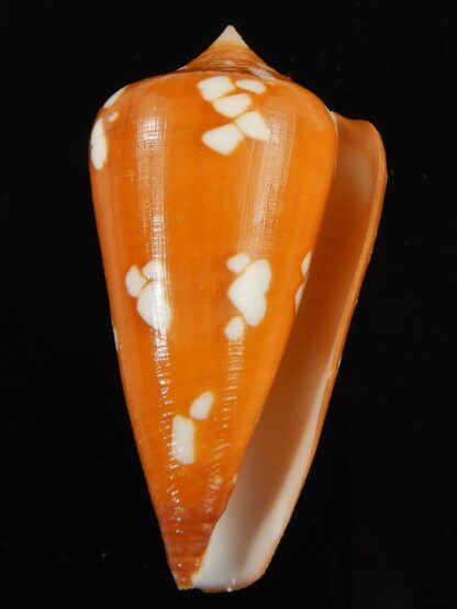 Darioconus crocatus thailandis 49.71 mm Gem-66450