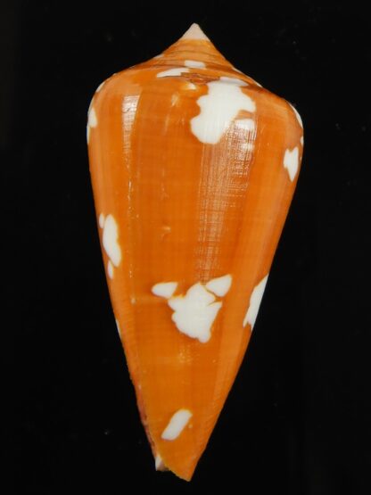 Darioconus crocatus thailandis 49.71 mm Gem-66448