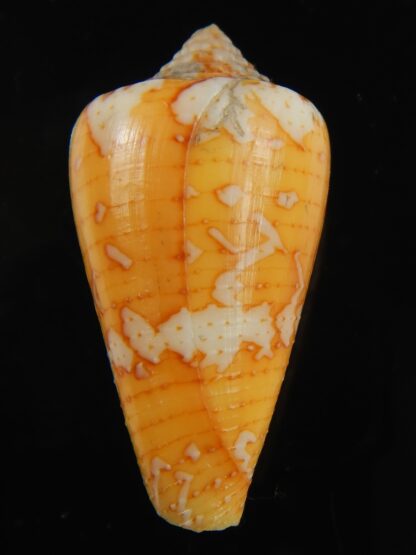 Tenorioconus cedonulli 40.25 mm F++-66481