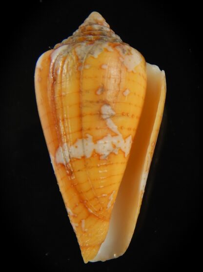 Tenorioconus cedonulli 40.25 mm F++-66485