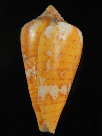 Tenorioconus cedonulli 40.25 mm F++-66484