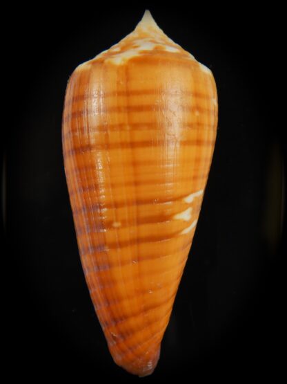 Phasmoconus lynceus .. SP pattern .. 65.42 mm F+++ -66451