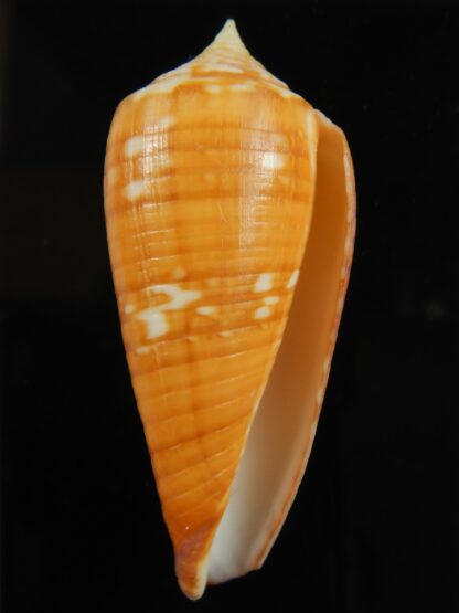 Phasmoconus lynceus .. SP pattern .. 65.42 mm F+++ -66454