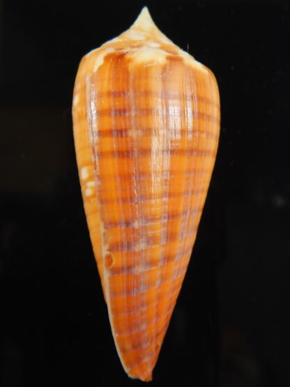 Phasmoconus lynceus .. SP pattern .. 65.42 mm F+++ -66453