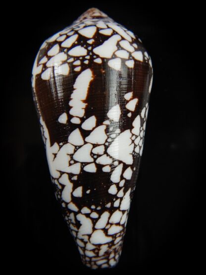 Conus ngocngai 86.51 mm Gem-66443