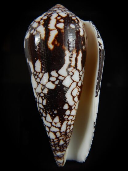 Conus ngocngai 86.51 mm Gem-66445