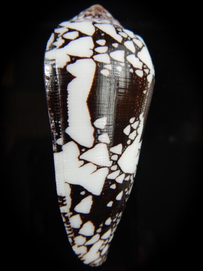 Conus ngocngai 86.51 mm Gem-66442