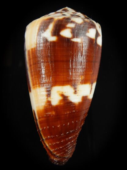 Vituliconus striatellus 69.69 mm Gem -66486