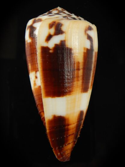 Vituliconus striatellus 69.69 mm Gem -66489