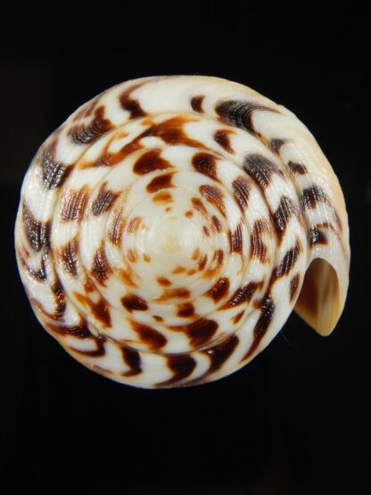 Vituliconus striatellus 69.69 mm Gem -66488