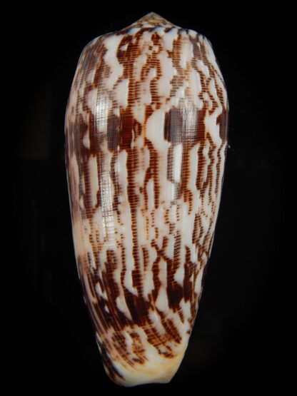 Pionoconus striatus oahuensis 91.66 mm Gem -66460