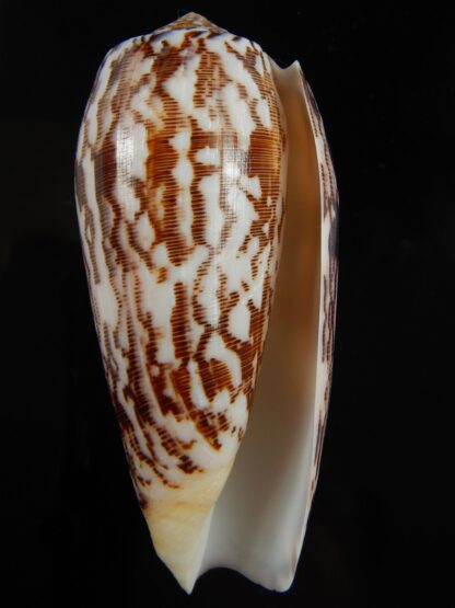 Pionoconus striatus oahuensis 91.66 mm Gem -66459