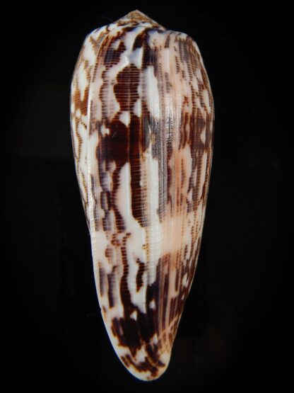 Pionoconus striatus oahuensis 91.66 mm Gem -66458