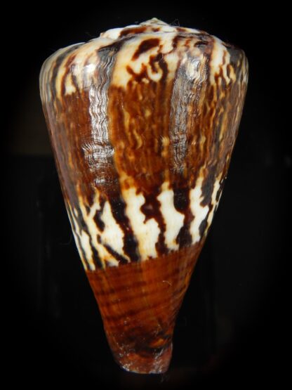 Rhisoconus capitaneus .. Dark ... 78.42 mm Gem -66466